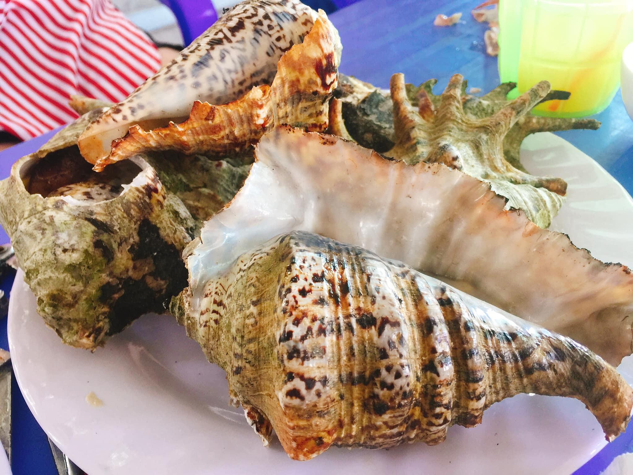 Kinh nghiệm phượt du lịch Vĩnh Hy tự túc: Ngắm san hô, ăn hải sản