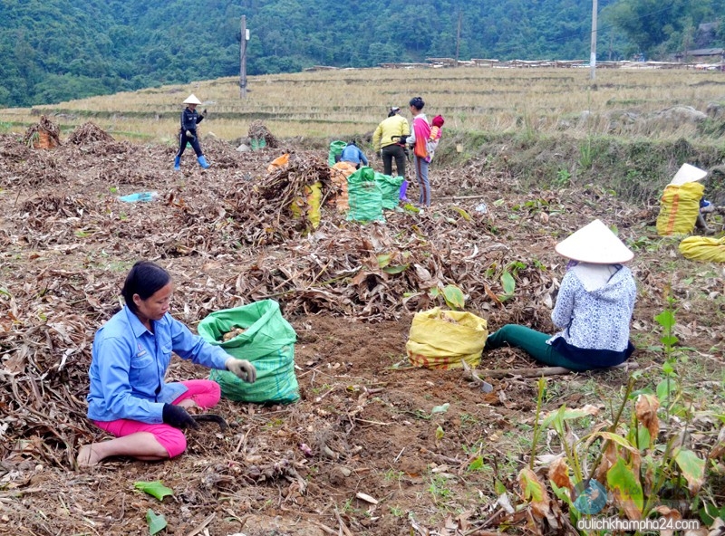 làng nghề miến dong bình liêu